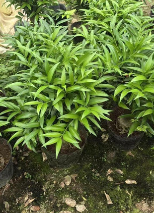 Lucky Bamboo Cypress Seeds – Indoor Live Houseplants for Home Décor, Low-Light Bamboo Plant, Feng Shui Good Luck Plant