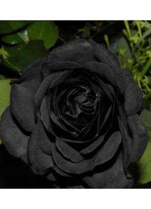 Black Rose Seeds 100pcs - Flower Bush Perennial Shrub Flowers Seed black  rose