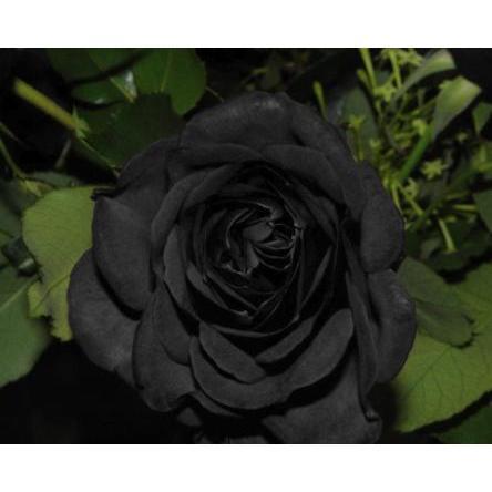 Black Rose Seeds 100pcs - Flower Bush Perennial Shrub Flowers Seed black  rose