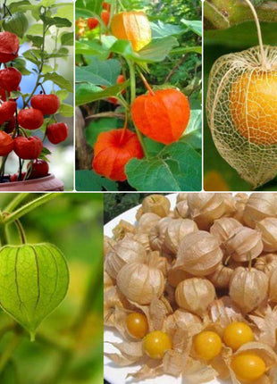 Physalis Peruviana Golden Berry Seeds Lantern Fruit Seeds