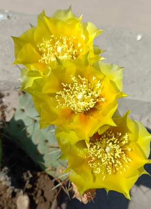Edible Nopales Prickly Pear Cactus Seeds