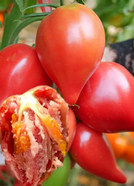 Mango Honey Tomato Seeds