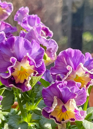 💐 Pansy Winter Elf Series - I Miss You Endlessly