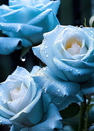 Broken Ice Blue Rose Seeds