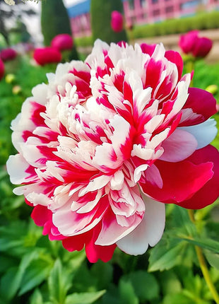 Black Beauty Peony Flower Seeds