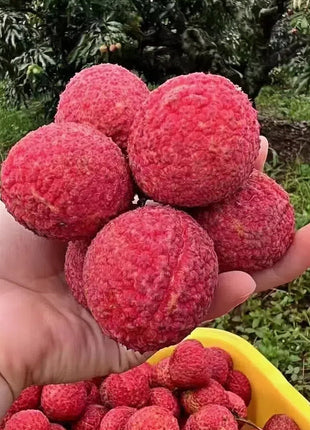 Seedless Lychee Sweetness Fruit