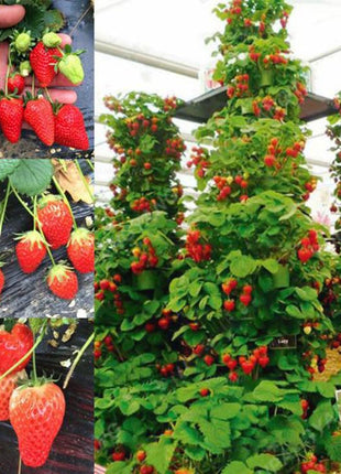 Climbing Strawberry Tree Seeds