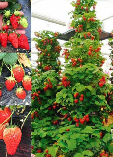 Climbing Strawberry Tree Seeds