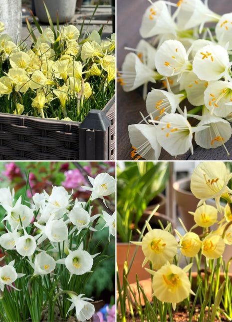 Narcissus bulbocodium Golden Bells