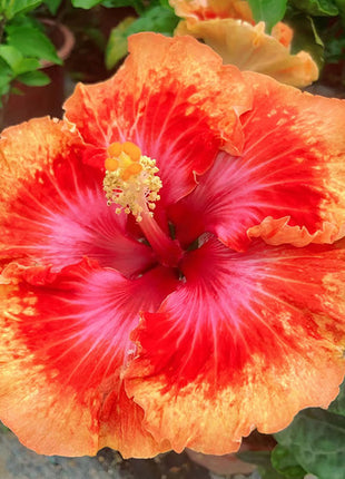 Mixed Giant Ombre Hibiscus Exotic Coral Flowers Seeds