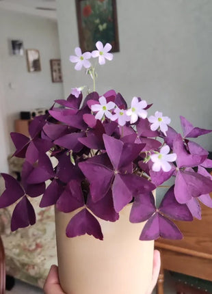 💜Purple Luck Oxalis Bulbs