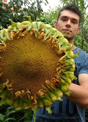 50 Pcs Mongolian Giant Sunflower Seeds