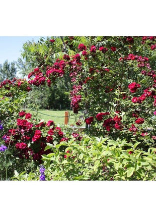 50pcs/Bag Climbing Rose Seeds
