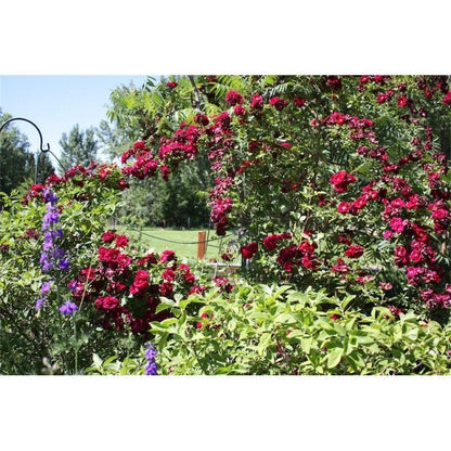 50pcs/Bag Climbing Rose Seeds