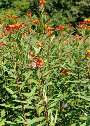 BLOODFLOWER / SUNSET FLOWER SEEDS