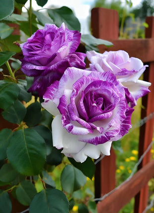 Rare Purple and White Twin Roses