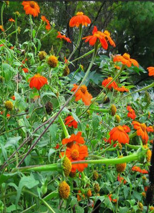 Orange Sunflower,Tithonia Speciosa Goldfinger flower Seeds