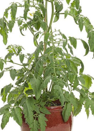 Garden Treasure Tomatoes