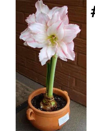 50pcs Hippeastrum Rutilum Seeds Bonsai Home Garden Balcony Plants