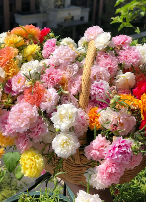 10000 Pcs Muti-color Double Petal Sun Flower Seeds