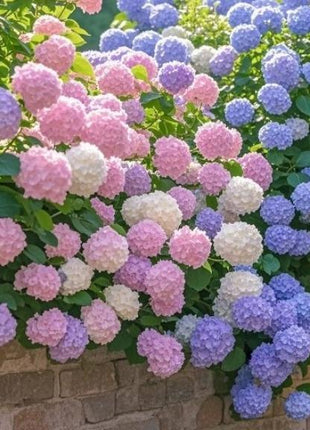 Hydrangea Seeds Mixed Colors – 200 Count – Grow Stunning Pastel & Bright Blooms