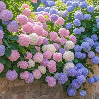 Hydrangea Seeds Mixed Colors – 200 Count – Grow Stunning Pastel & Bright Blooms