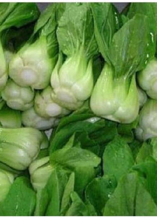 All year round 200pcs Chinese cabbage seeds