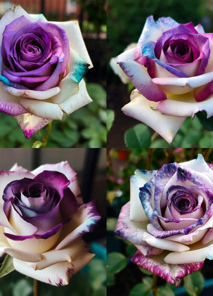 Rare Violet Rose Roses - Seeds