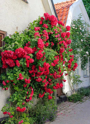 Rosa Banksiae Aiton Seeds