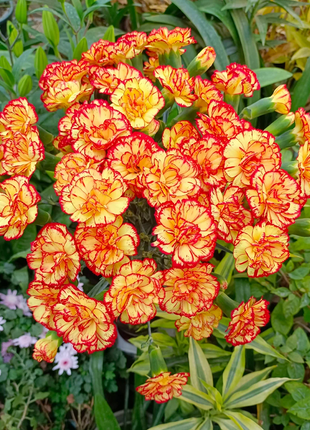 Multicolor Carnation Seeds