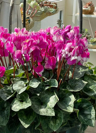 Cyclamen Flower Seeds