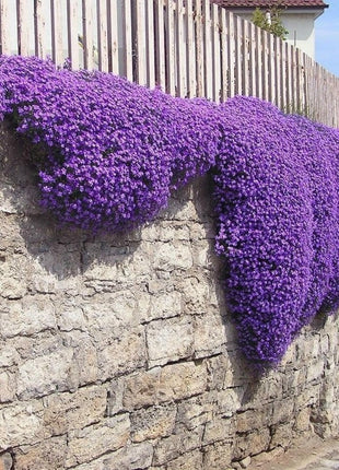 📣Optimal Ground Cover✨Creeping Thyme Seeds