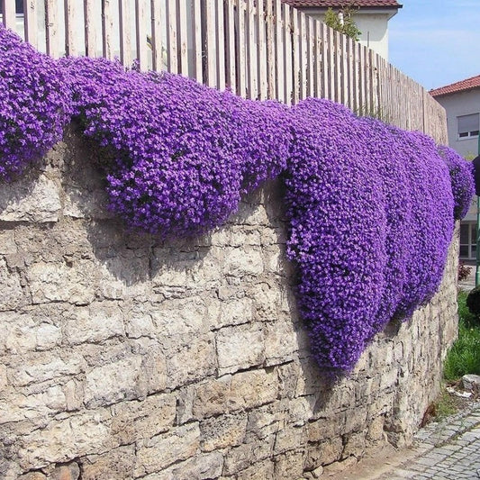 📣Optimal Ground Cover✨Creeping Thyme Seeds