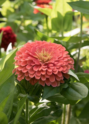 Order 50 seeds lovely Giant Salmon Rose Zinnias Seeds