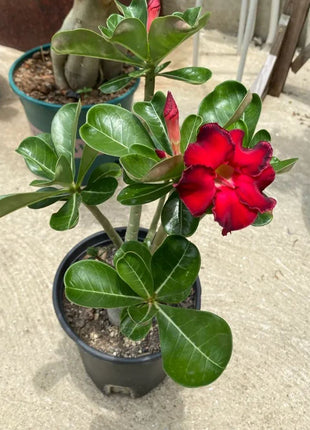 Red heart with black border desert Rose Seeds