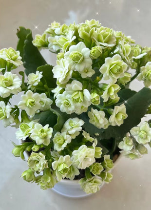 Kalanchoe Seed Garden Planting