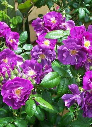 Purple  Climbing Rose Seeds