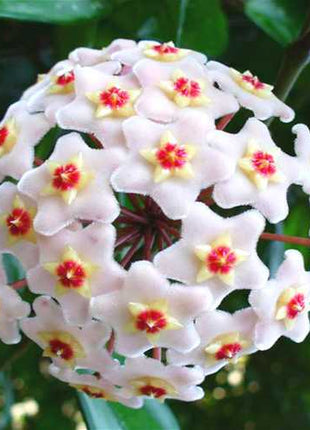 Egrow 20Pcs/Pack Hoya Seeds Potted Seed Hoya Carnosa Flower Seed Garden Plants