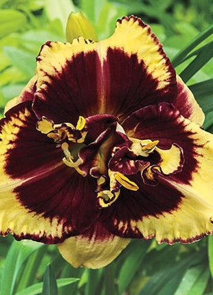 Tiger Blood Reblooming Daylily