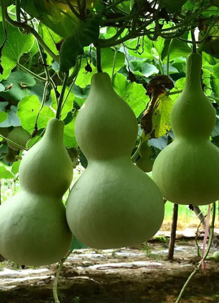 Giant Gourd Seeds