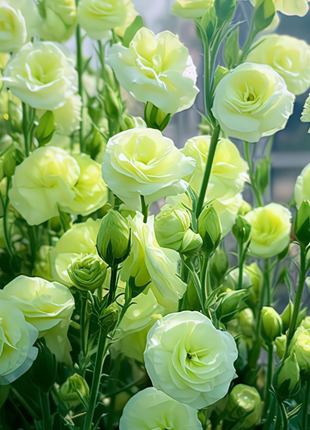 🌺Rose Balloon Flower, Platycodon Grandiflorus - Sincere Love