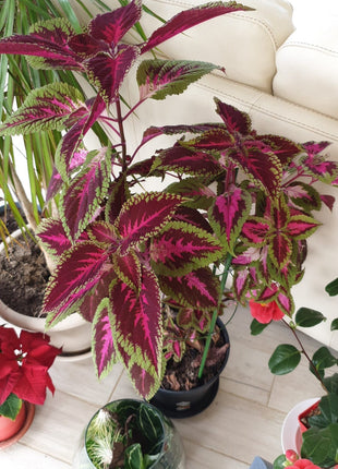 Coleus, Chocolate Covered Cherry