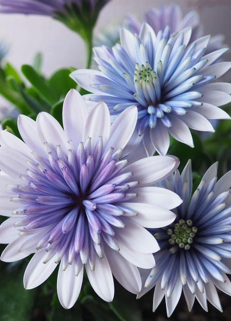 Marigold 'Sky Blue Misty Rain' seeds