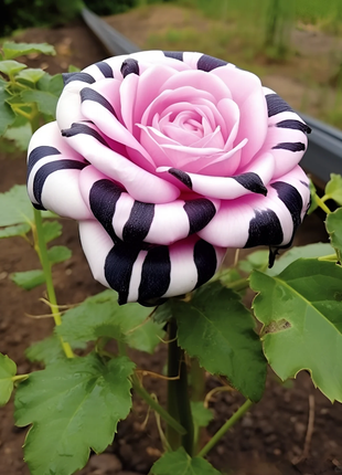 Romantis Rose Seeds
