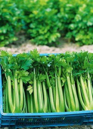 Celery Tango Organic