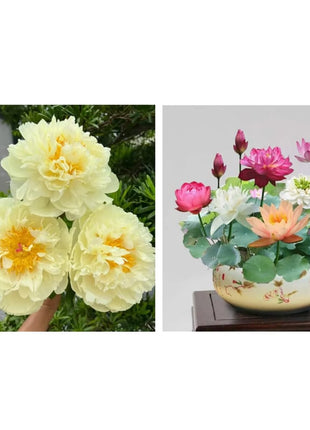 🔥LAST DAY 45% OFF🌺THE QUEEN OF FLOWERS—DOUBLE PETALED PIANI