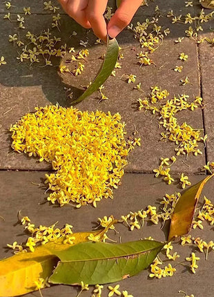 Four Seasons Osmanthus Tree Seeds