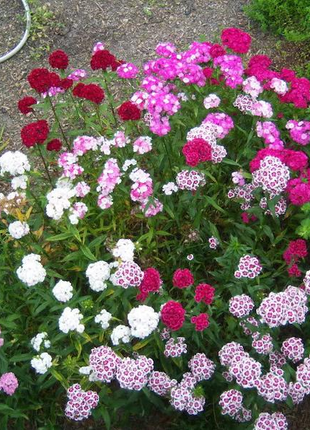 WEE Willie Dwarf SWEET WILLIAM Mixed Colors Dianthus Barbatus Flower Seeds