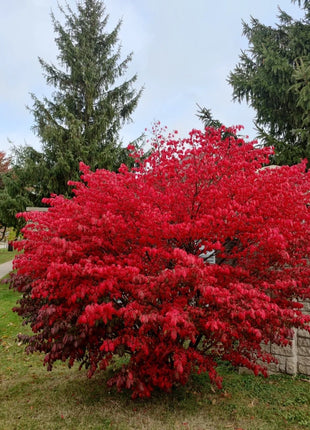 🔥Burning Bush