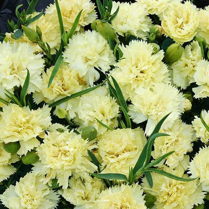 Multi-color Carnation Seeds